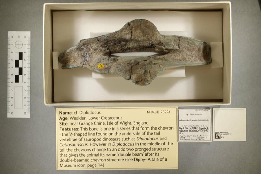 Diplodocus — Diplodocus Marsh, 1878, Figured (NHMUK PV R 8924)