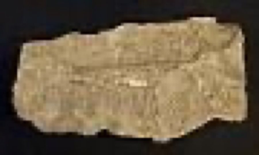 Pterodactylus — Pterodactylus sp