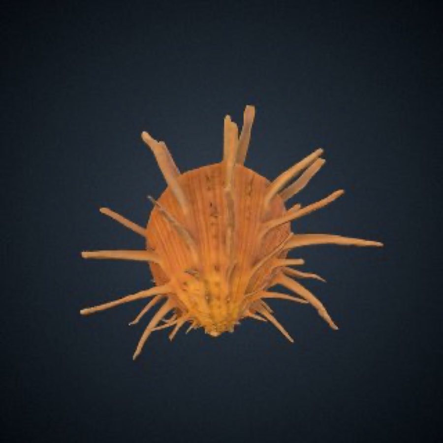 Spondylus — Spondylus regius