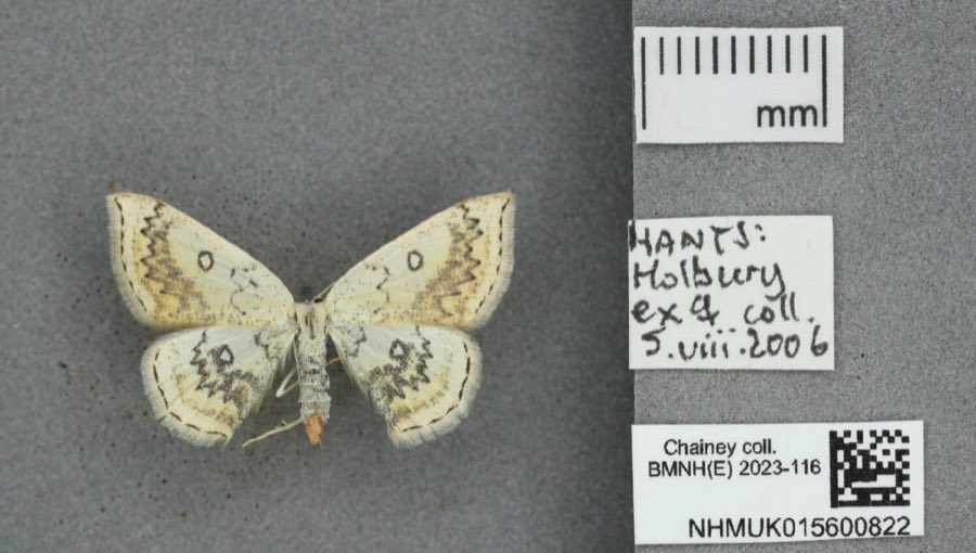 Annularia — Cyclophora annularia (Fabricius, 1775) (NHMUK NHMUK015600822)