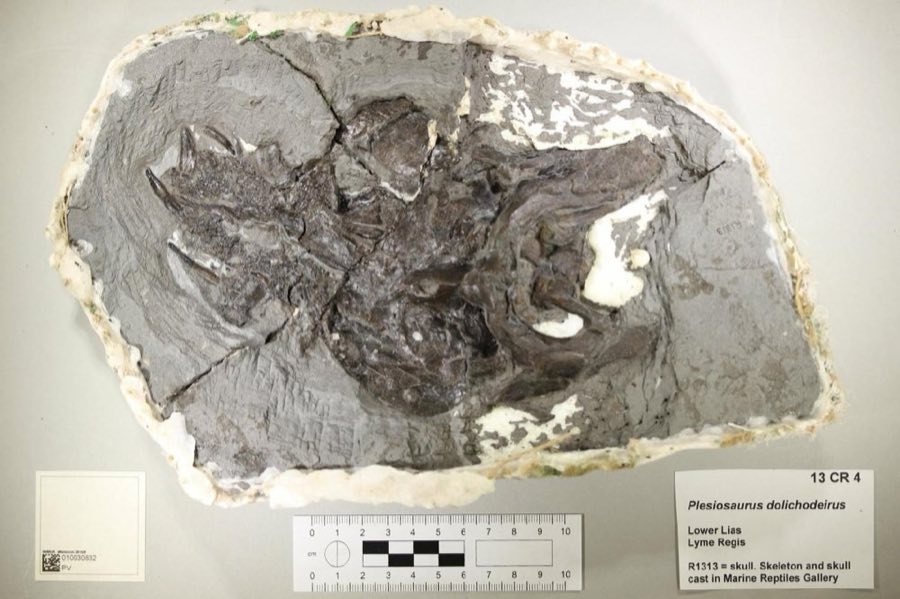 Plesiosaurus — Plesiosaurus dolichodeirus Conybeare, 1824, Figured (NHMUK PV R 1313)