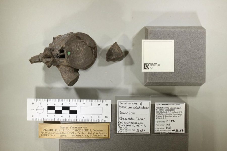 Plesiosaurus — Plesiosaurus dolichodeirus Conybeare, 1824, Figured (NHMUK PV OR 33287)