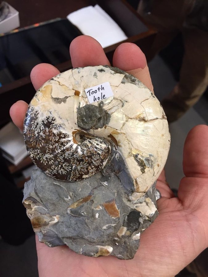 Hoploscaphites — Hoploscaphites nicoletti (NHMUK PI CA 5839)