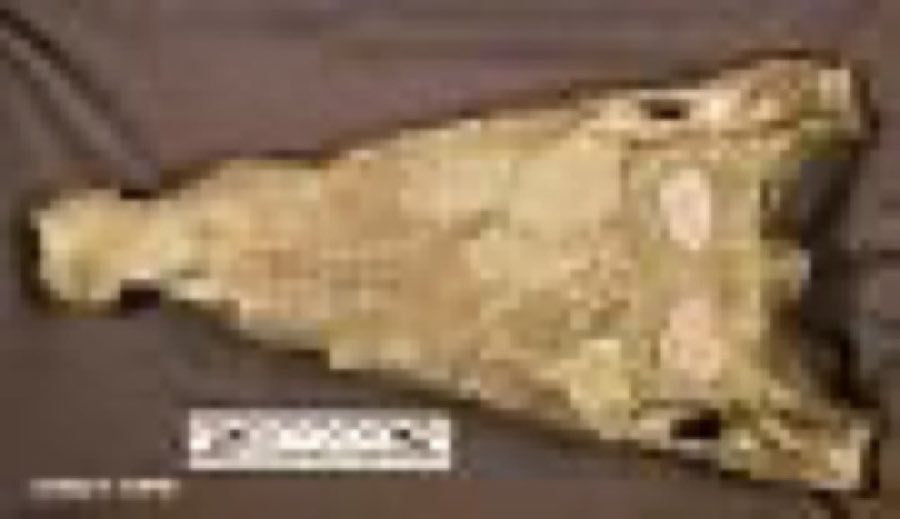 Borealosuchus — Borealosuchus wilsoni (Mook, 1959)