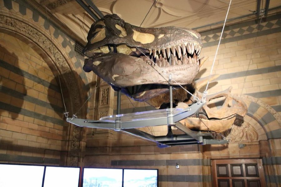 Triceratops — Triceratops horridus Marsh 1889 (NHMUK PV R 3886)