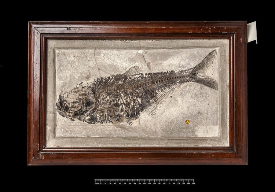 Diplomystus dentatus — Diplomystus dentatus Cope, 1877 (NHMUK PV P 52516)