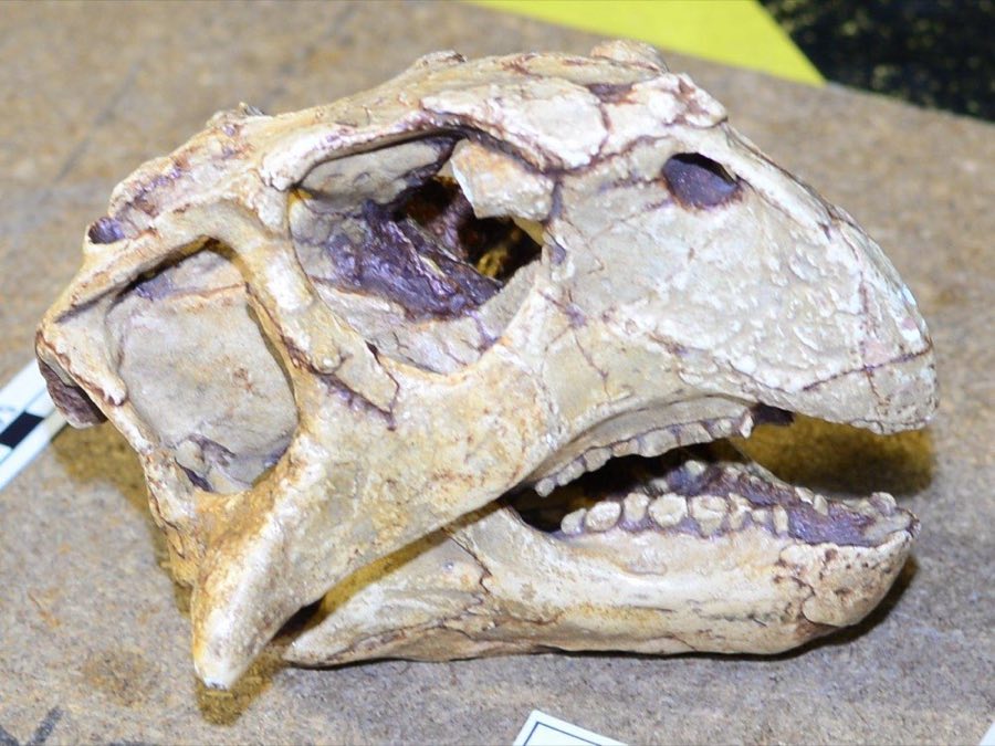 Psittacosaurus — Psittacosaurus sinensis Young, 1958, REFERRED (NHMUK PV R 9392)