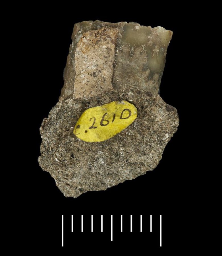 Baculites — Eubaculites vagina (Forbes, 1846) (NHMUK PI C 2610 c)