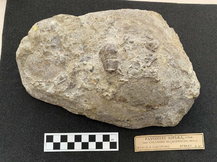 Favosites — Favosites aspera D'Orbigny (NHMUK PI R 33)