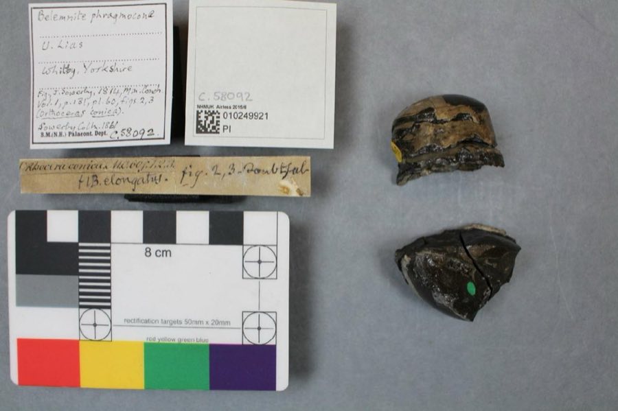 Belemnites — Belemnites, FIGURED (NHMUK PI C 58092)