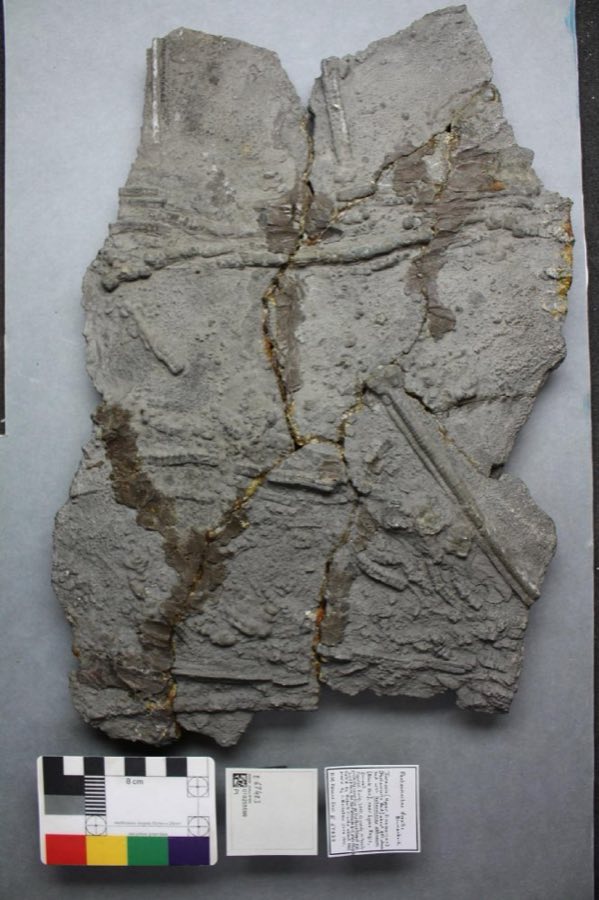Pentacrinites — Pentacrinites fossilis Blumenbach, 1804 (NHMUK PI E 67423)