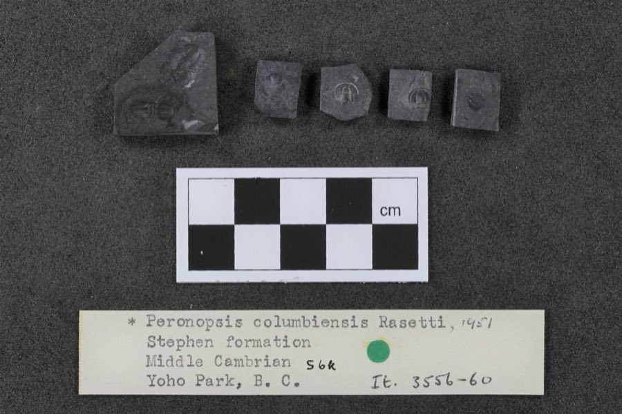 Peronopsis interstricta — Peronopsis columbiensis Rasetti, 1951, PARATYPE (NHMUK PI It 3556)