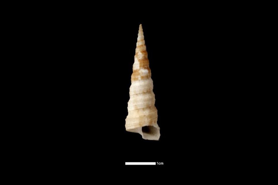 Turritella — Turritella (Torcula) admirabilis R. B. Watson, 1881, HOLOTYPE (NHMUK 1887.2.9.1492)