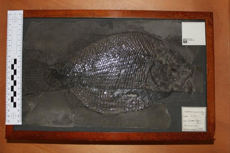 Dapedium — Dapedium punctatum (Agassiz, 1835) (NHMUK PV P 3566)