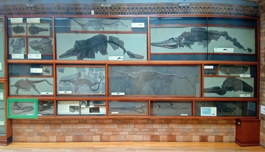 Temnodontosaurus — Temnodontosaurus eurycephalus McGowan, 1974, Holotype (NHMUK PV R 1157)