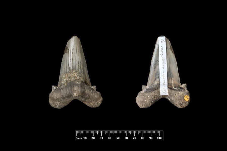 Carcharocles angustidens — Carcharocles angustidens (Agassiz, 1835) (NHMUK PV P 60903)