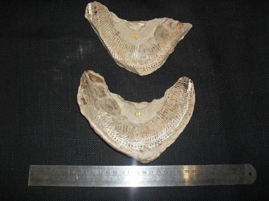 Vinctifer — Vinctifer comptoni (NHMUK PV P 54886 b)