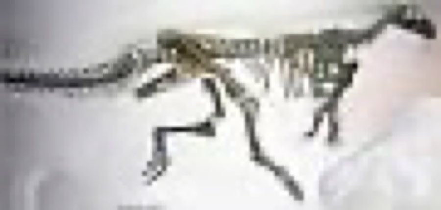 Thescelosaurus — Thescelosaurus neglectus Gilmore, 1913