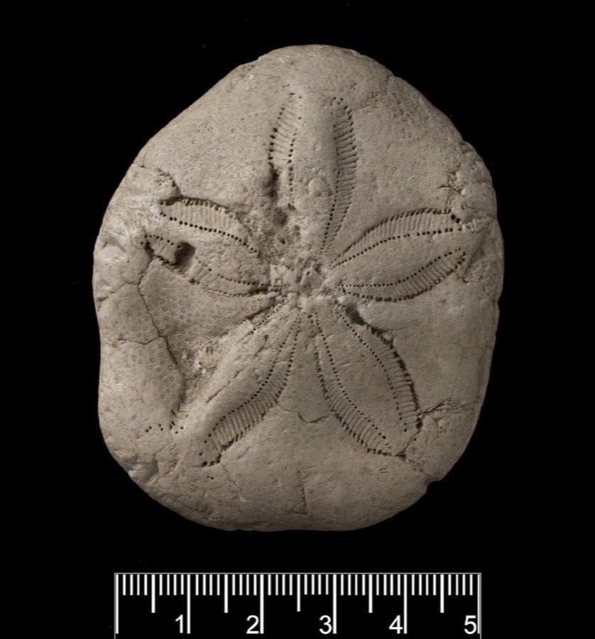 Clypeaster — Clypeaster batheri Lambert, 1915 (NHMUK PI E 83678)