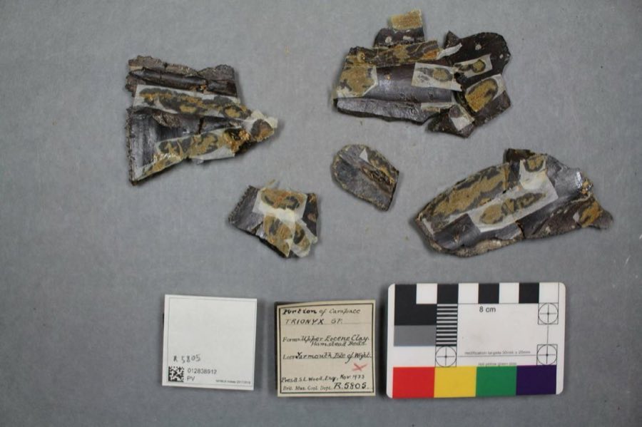 Trionyx — Trionyx, NON-TYPE (NHMUK PV R 5805)