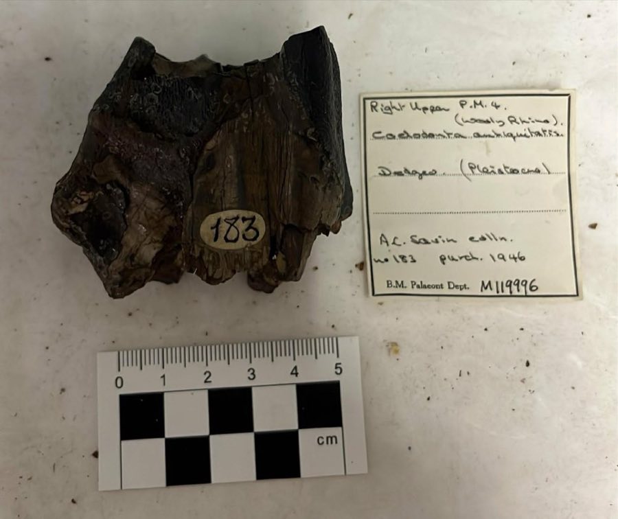 Coelodonta antiquitatis — Coelodonta antiquitatis (Blumenbach, 1799), NON-TYPE (NHMUK PV M 119996)