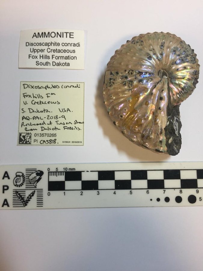 Discoscaphites — Discoscaphites conradi (NHMUK PI CA 5818)