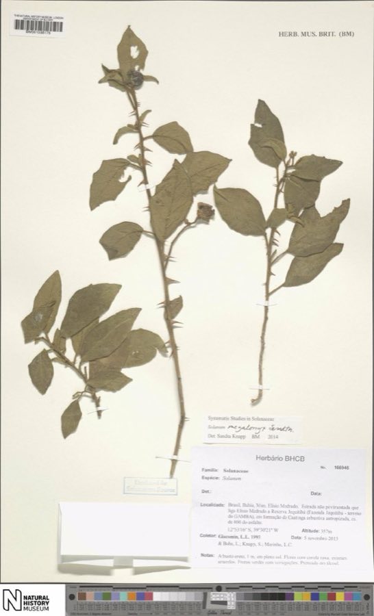 Megalonyx — Solanum megalonyx Sendtn. (NHMUK BM001035175)