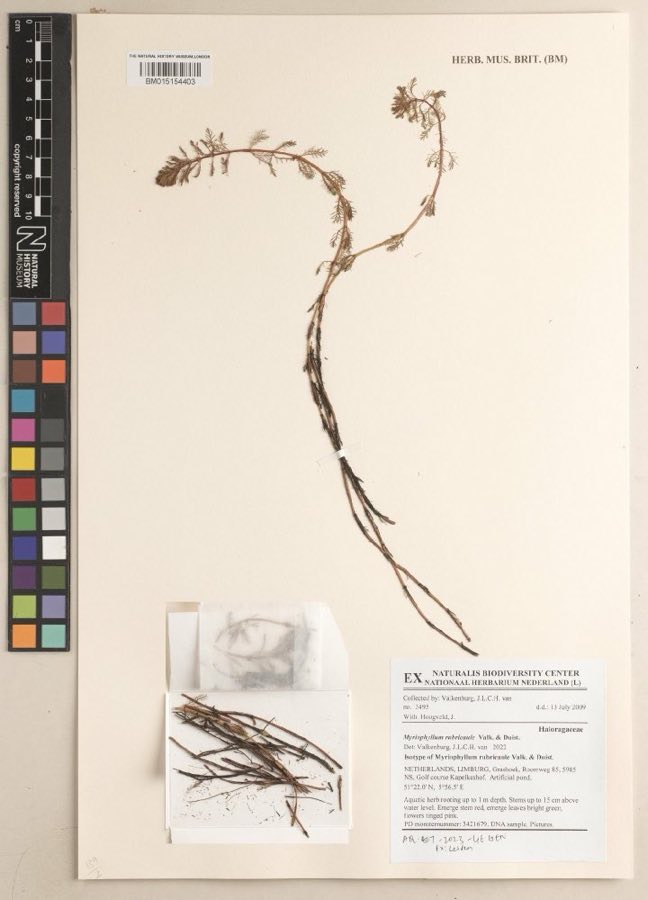 Gold — Myriophyllum rubricaule Valk. & Duist., ISOTYPE (NHMUK BM015154403)