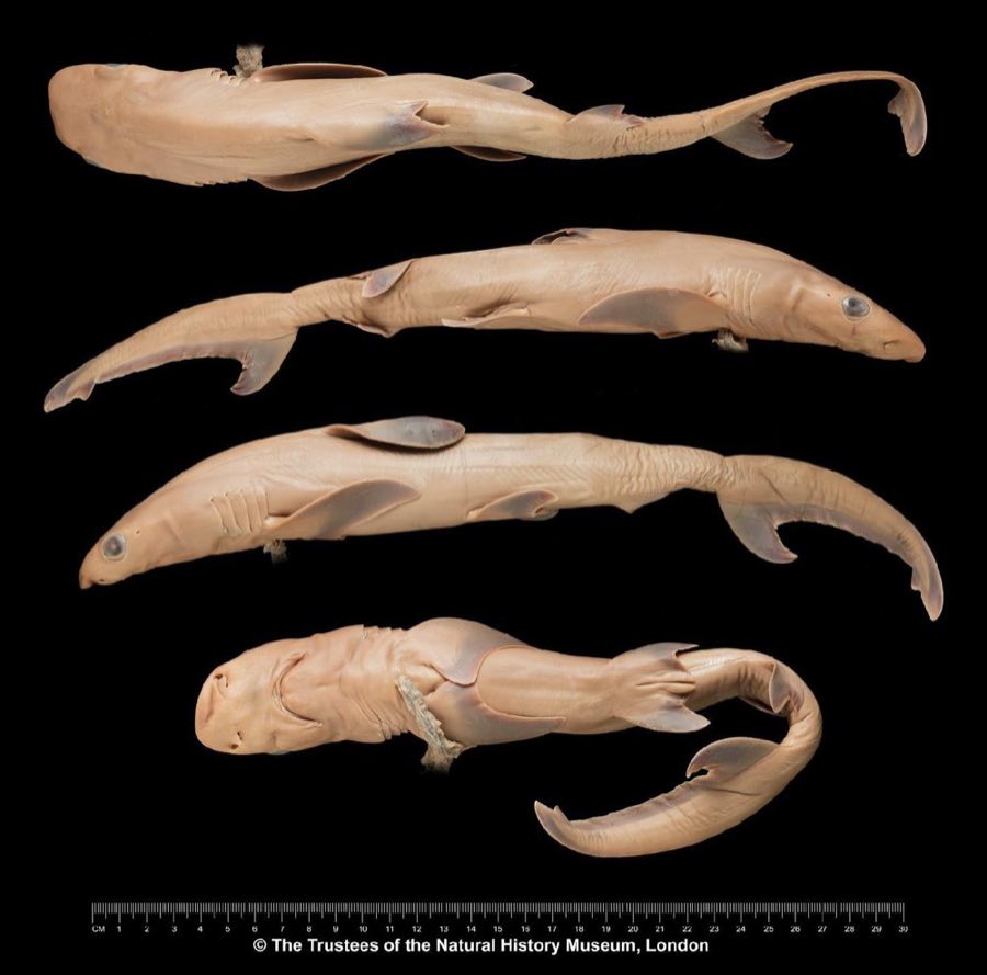 Hemipristis serra — Hemipristis elongatus (Klunzinger, 1871) (NHMUK 1949.5.9.1)