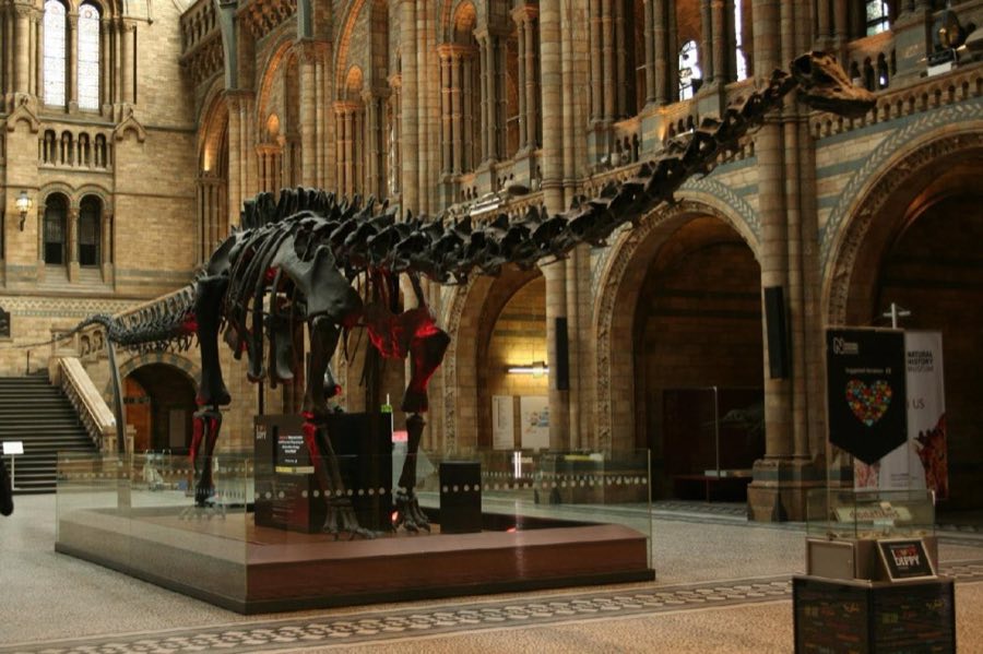Diplodocus — Diplodocus carnegii Hatcher, 1901, NON-TYPE (NHMUK PV R 8642)