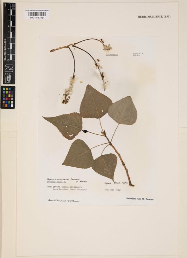 Populus — Populus canadensis 'robusta' (NHMUK BM015157981)