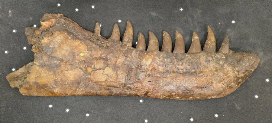 Daspletosaurus — Daspletosaurus torosus Russell 1970, NON-TYPE (NHMUK PV R 4863)
