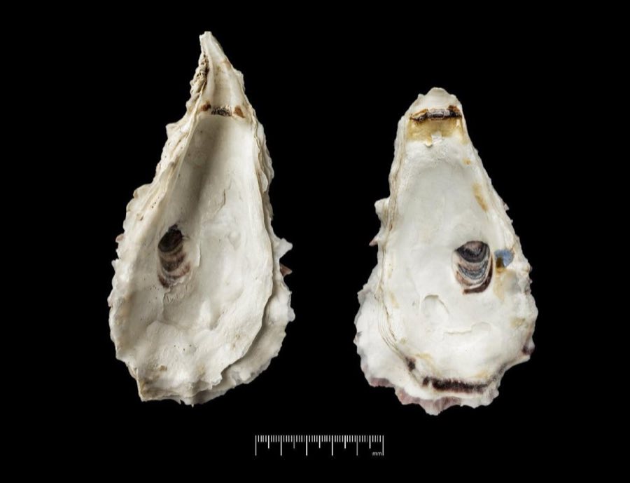 Ostrea — Ostrea talienwhanensis Crosse, 1862, SYNTYPES (NHMUK 20200850)