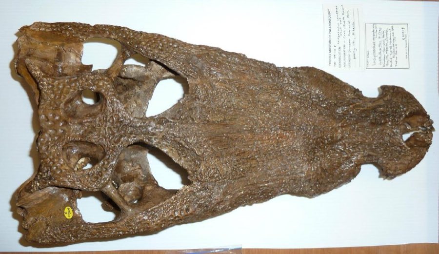 Leidyosuchus — Leidyosuchus canadensis Lambe, 1907 (NHMUK PV R 10904)
