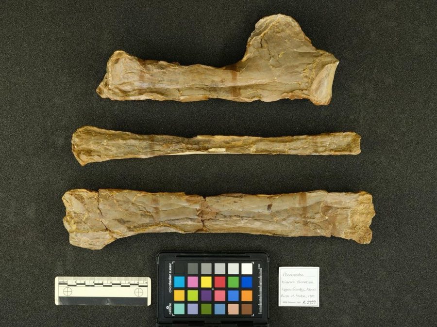 Pteranodon longiceps — Pteranodon occidentalis (NHMUK PV R 2959)
