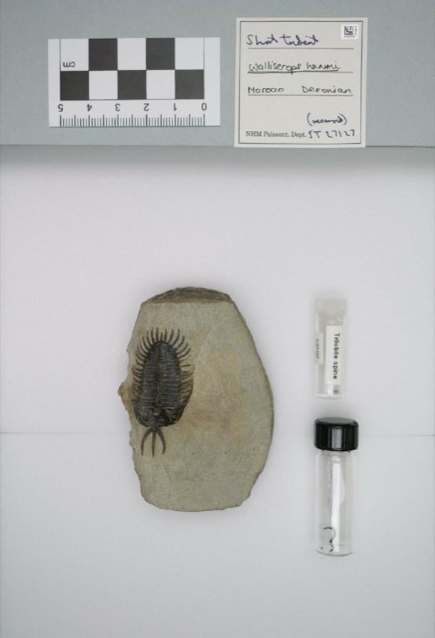 Walliserops — Walliserops hammii Chatterton et al. 2006 (NHMUK PI It 27127)